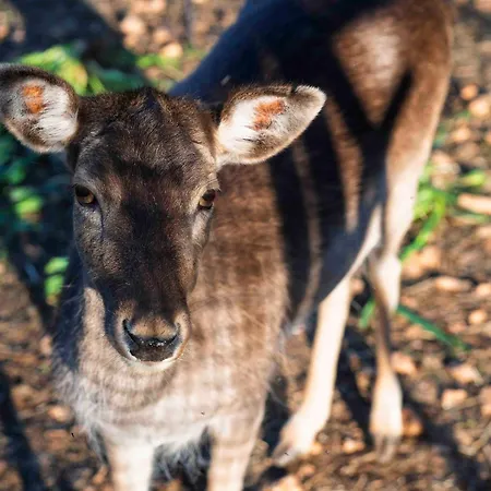 Vila Lavanda Mansion