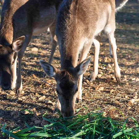 Lavanda Mansion Villa *