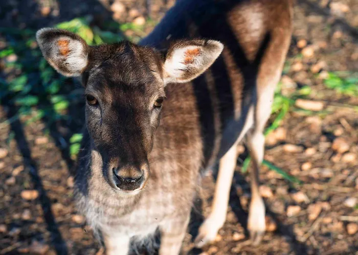 别墅 Lavanda Mansion