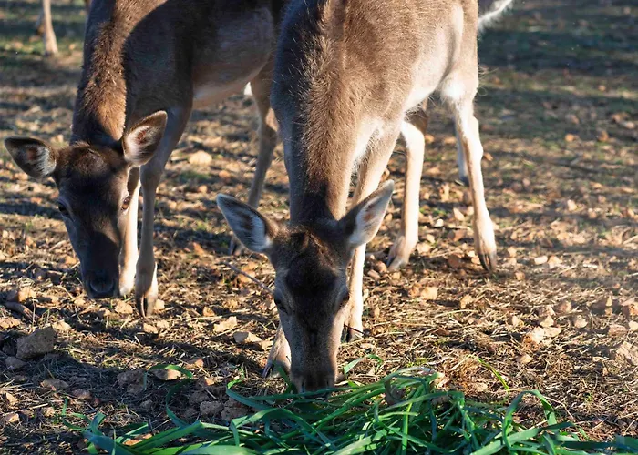 Lavanda Mansion 别墅 *